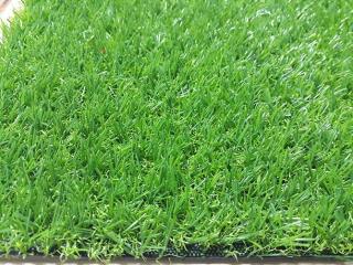 Cỏ nhân tạo sân vườn PTN-TG20