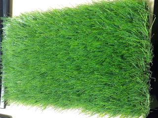 Cỏ nhân tạo sân vườn PTN-LG40