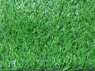 Cỏ nhân tạo PTN-LU3012