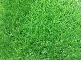 Thảm cỏ nhân tạo PTN-TG30