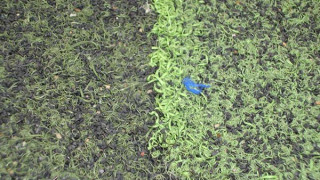 10 tiêu chí kiểm tra chất lượng sân cỏ nhân tạo