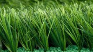 Nguồn gốc, quá trình phát triển cỏ nhân tạo